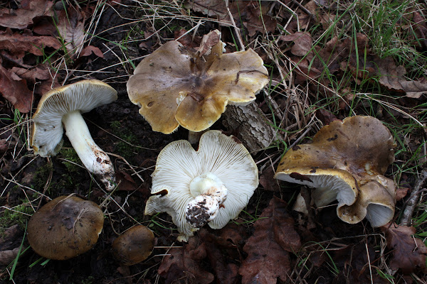 Tricholoma sejunctum