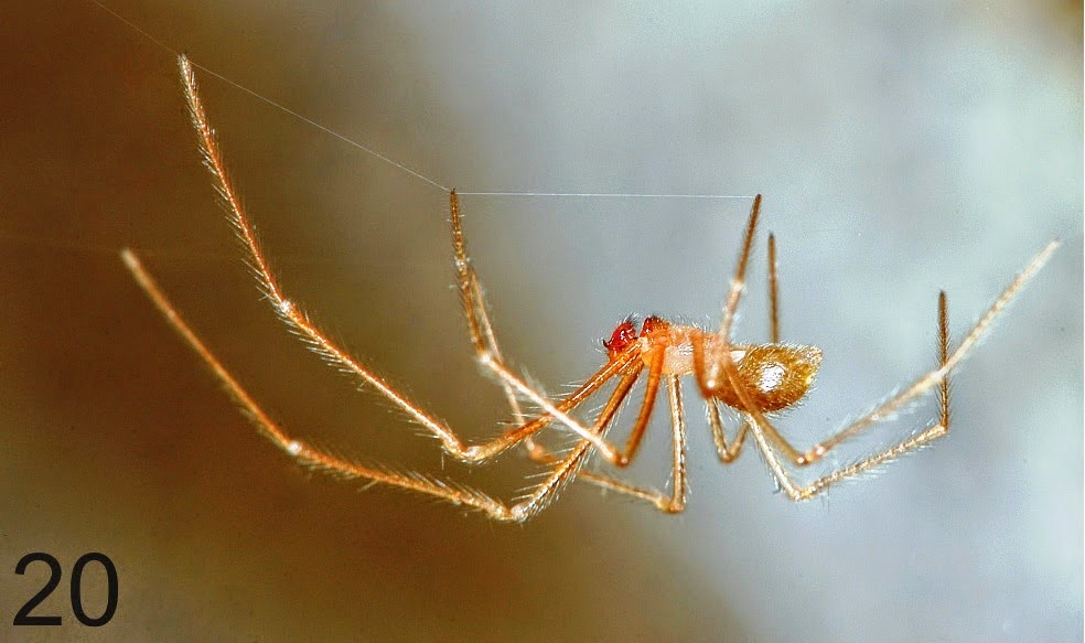 http://sciencythoughts.blogspot.co.uk/2014/07/a-new-species-of-blind-cave-spider-from.html