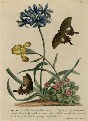 Polianthes by Georg Ehret