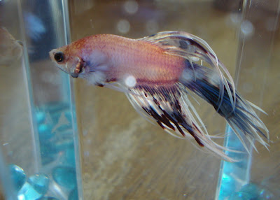 crowntail betta splenden