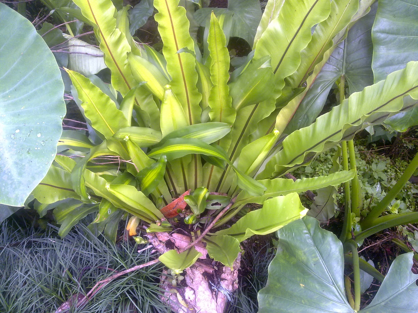 Indonesia Tourism Menanam Kadaka Atau Si Sarang Burung Asplenium Sp