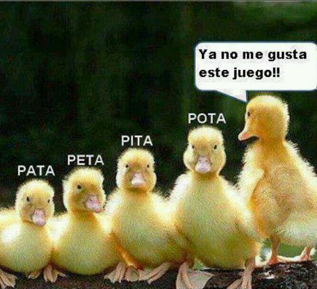 FOTO CHISTOSA NOMBRE PATITOS