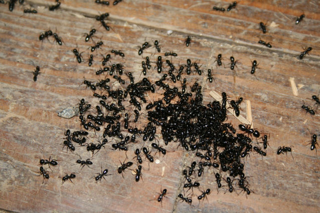 Black Ants With Wings