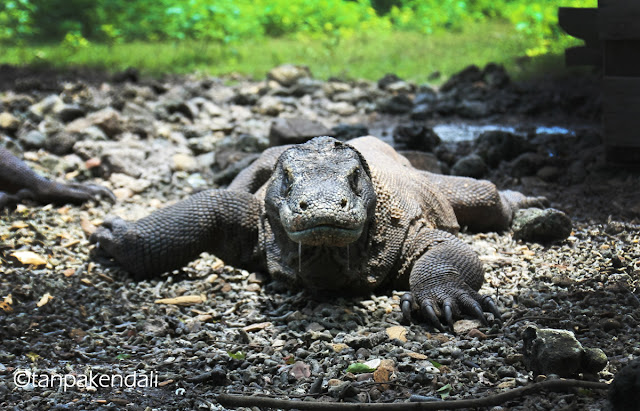 Komodo, Nusa Tenggara Timur