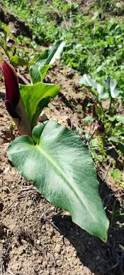 arum pictum / لوف صبغي / Aracées (Araceae)