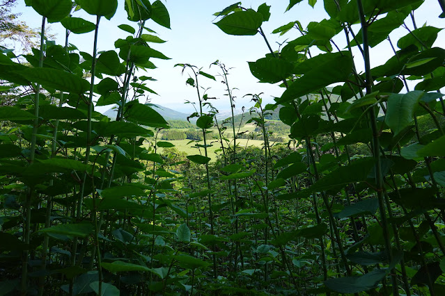 鳥取県西伯郡大山町豊房　香取の山道からの眺め