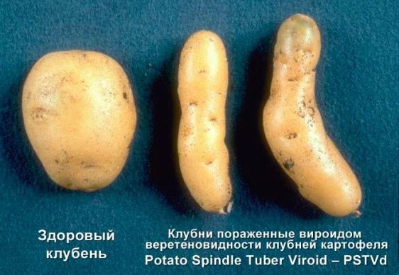Веретеновидность клубней картофеля