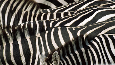 Zebra Wallpapers