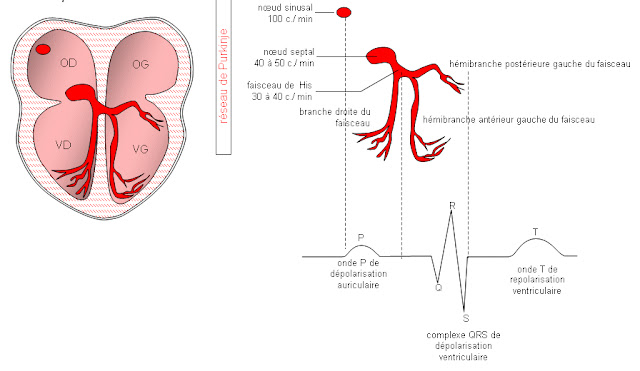 cours infirmier physiologie cardiaque tissu nodal