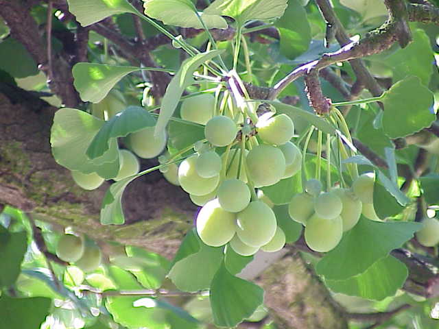 Ginkgo biloba0 5 Jenis Tumbuhan Yang Paling Berkhasiat