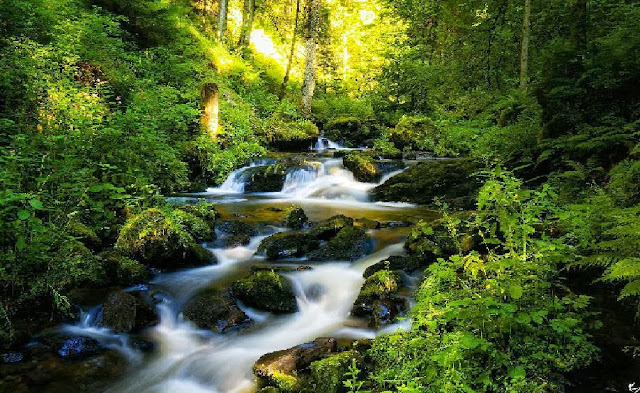 Green Forest Running Water Wallpaper