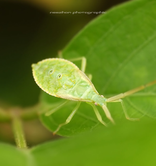 Light green Shield bug