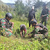 Peduli Lingkungan, Satgas Yonif 721/Makkasau Tanam Bibit Pohon di Pegunungan Papua