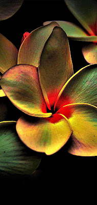 Flower Wallpaper for Mobile - Flowers grow out of the dark moments. Where flowers bloom so does hope.