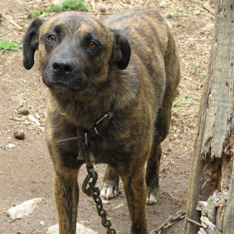 Dog Blog Dog Breed: Mountain Cur Dog Breed Photos