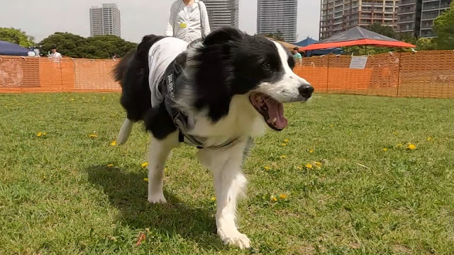 保護犬 ボーダーコリー トーマ 幕張海浜公園 ドッグラン