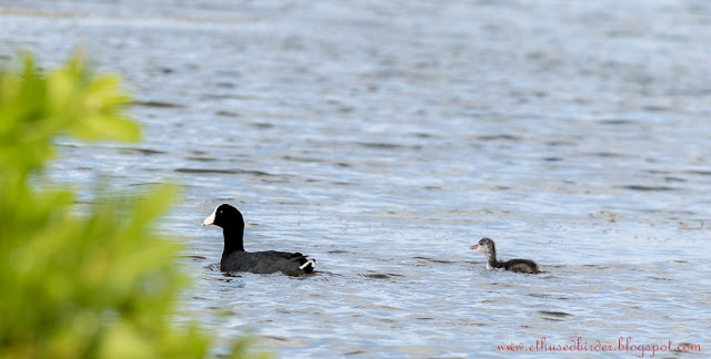 © Julian Moore  - birdingbarbados@gmail.com