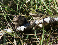 Rana común (Pelophylax perezi)