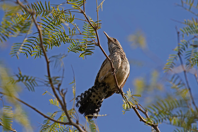 Cactus Wren