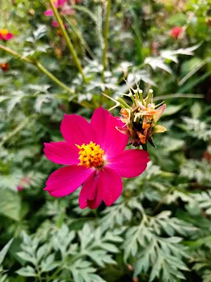 Wild cosmos - Cosmos caudatus