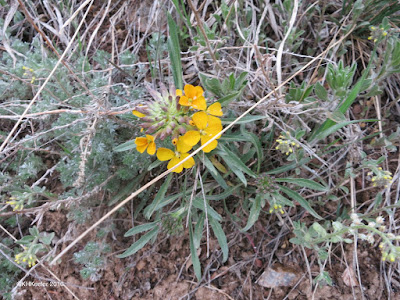 western wallflower