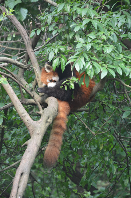 Centre de recherche des pandas à Chengdu