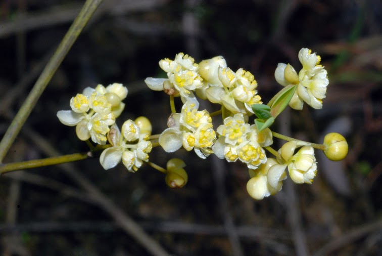 福星花園 山胡椒