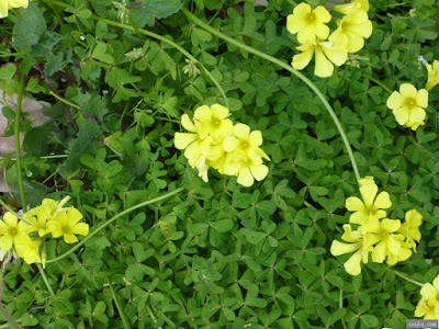 １月の花