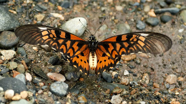 African big Swallowtail