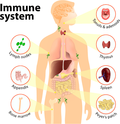How To Increase Immunity With Home Remedies