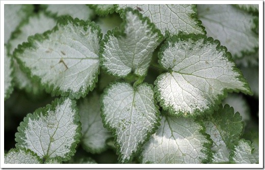110524_lamium_purple_dragon