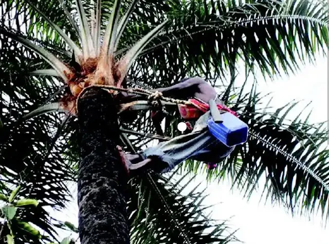 Health benefits of palm wine