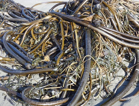 Kelp on Beach