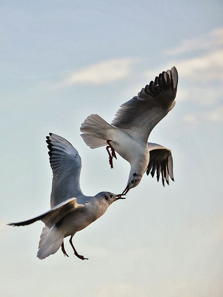  Gambar  Burung  Terbang Gerak Pickini