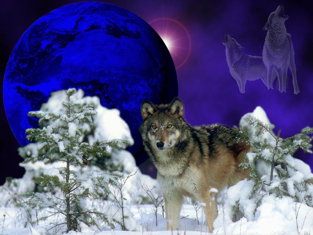 Wolf Wallpaper