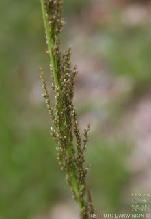 Pasto chaira (Sporobolus indicus)