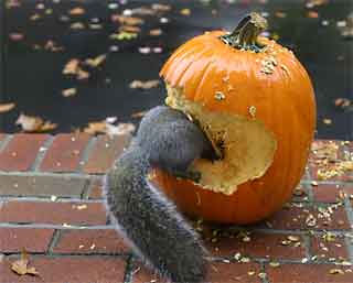 funny pumpkin carving