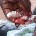 Catfish Artificial Reproduction: Fingerlings Production In Nigeria