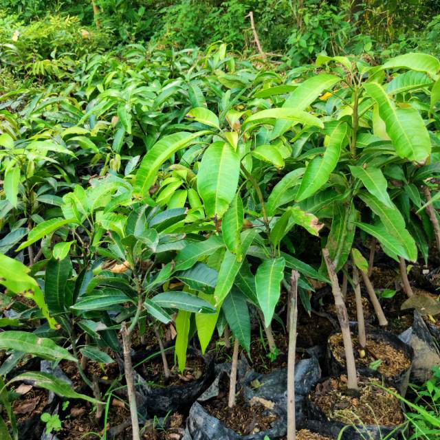 bibit tanaman pohon mangga terbaru buah yuwen seri terjangkau Sambi Rampas
