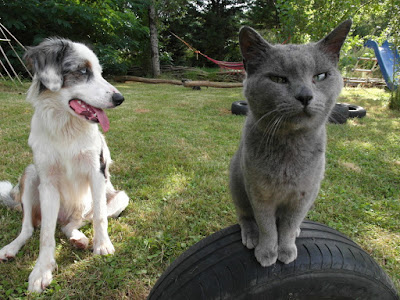 chien et chat