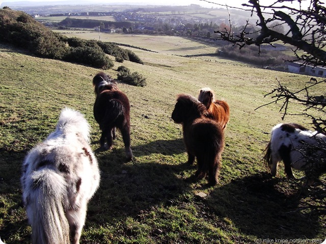 gang of ponies