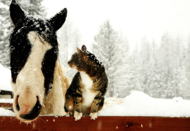 animals in snow, adorable animals in snow, animals playing in the snow, wonderful pictures of animals