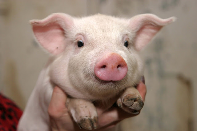 baby pigs image