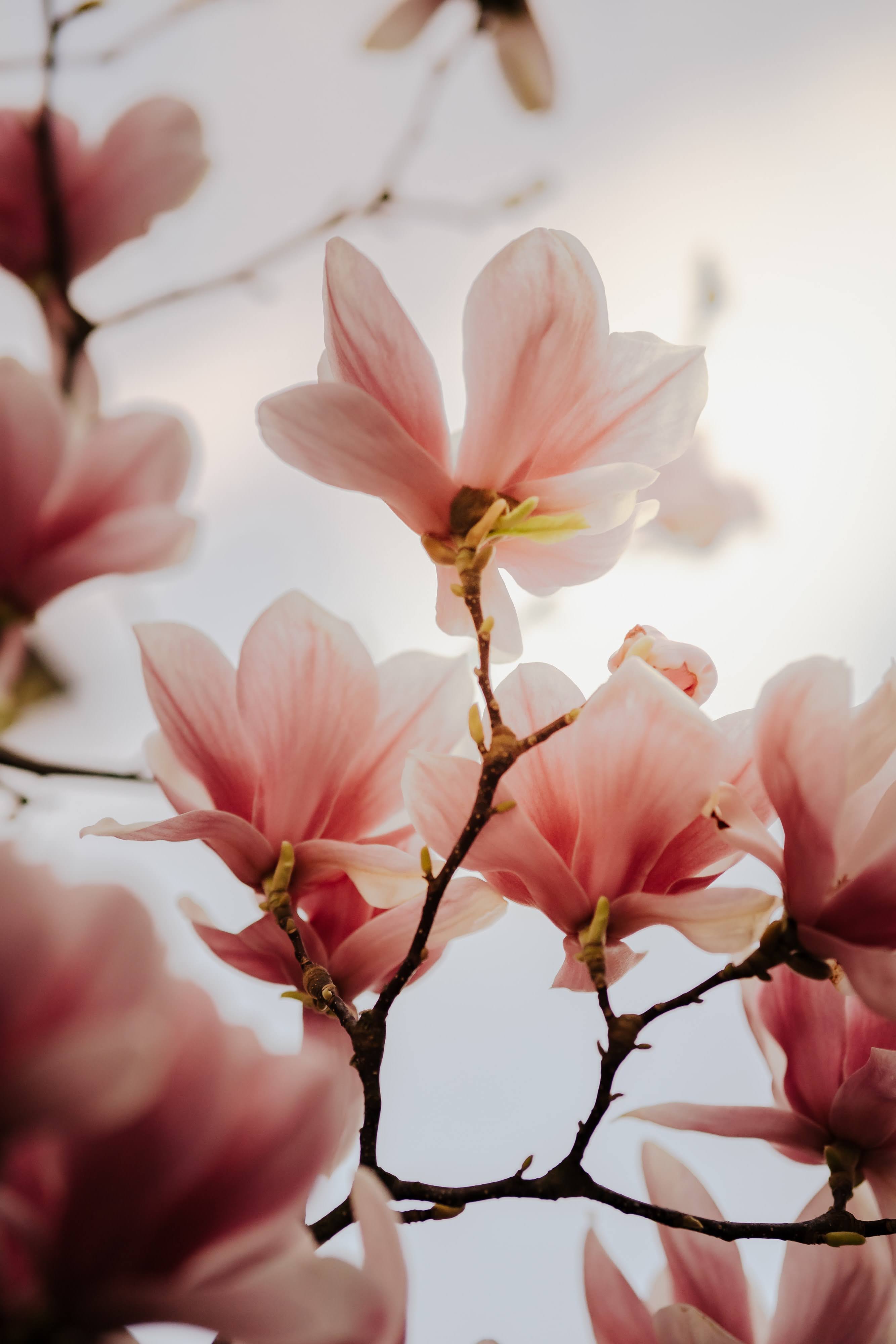 Magnolia Tree | Photo by Bianca Ackermann via Unsplash