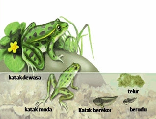 Daur hidup katak