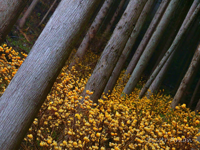 Edgeworthia chrysantha