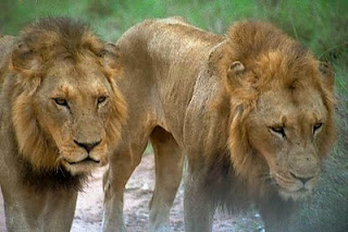 [Image: 01_28_1-lions_web.jpg]