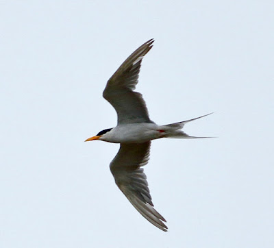 River Tern