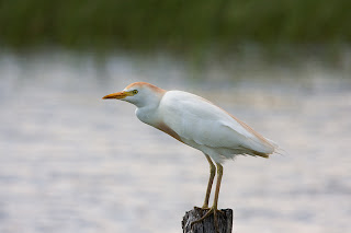 garcilla bueyera