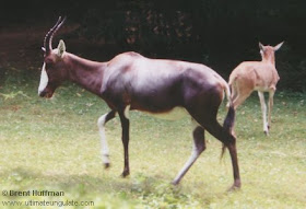 bontebok Damaliscus pygargys